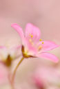 Pink gem