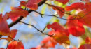 Shades of autumn
