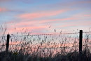 Grasses and Barbed Wire