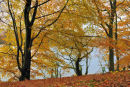 Autumn Beech