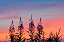 Rose Bay Willow Herb