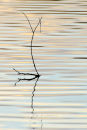 Apley reflections