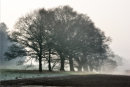 The Copse