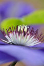 Clematis