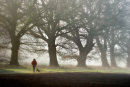Morning Walk