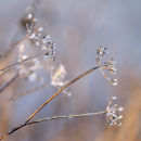 Winter's jewels