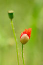 Emerging poppy
