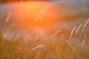 Golden Grasses