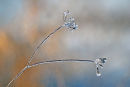 Winter's jewels #2