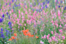 Delphiniums and Poppies