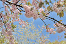 Cherry Blossom No3