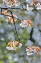 Cherry Blossom No2