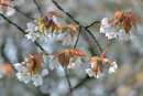 Cherry Blossom