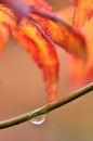 Acer leaf and raindrop