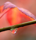 Acer leaf and raindrop #2