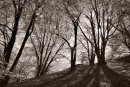 Woodland Light