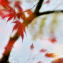 Acer impression