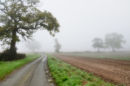 Red Hill mist #2