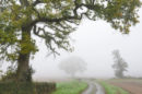 Red Hill mist