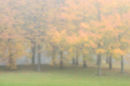 Misty autumn