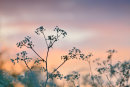 Cow Parsley