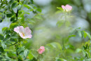 Wild Rose