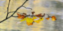 Beech leaves #2