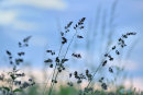 Grasses