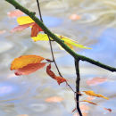 Beech leaves