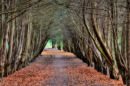 Yew tree avenue