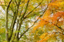 Autumnal beech