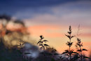 Nettles in Silhouette