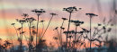 Giant Hogweed