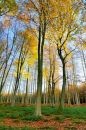 Autumn in Mortimer Forest