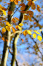 Autumnal beech
