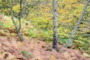 Autumn shades