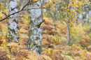 Silver birch cascade