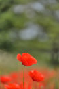 Poppies