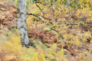 Silver birch and ferns