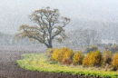 Autumn Impression