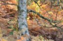Silver birch and ferns