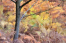 Tree and ferns