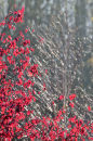 Autumn leaves