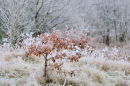 Hoar Frost