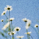Daisy Impression