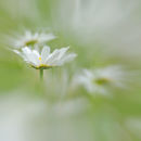Daisy impression #2