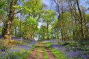 Bluebell Walk