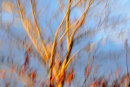 Autumn Abstract