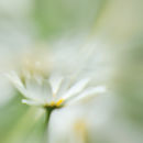Daisy impression
