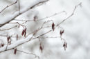 Melting Snow